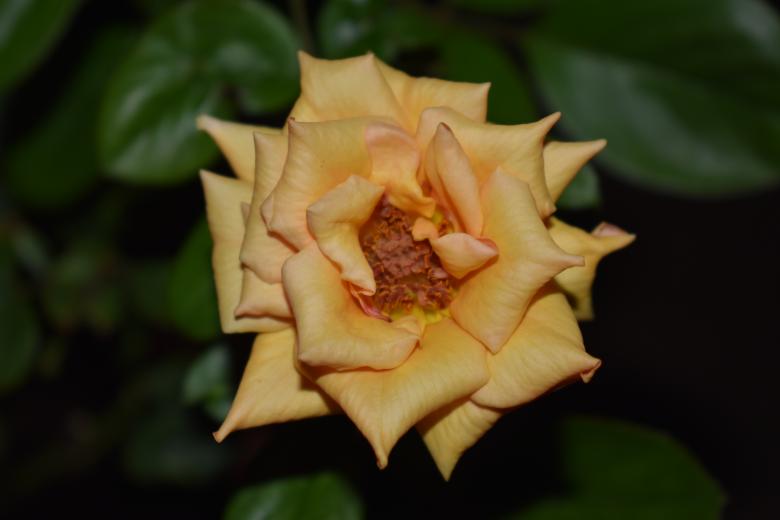 Free stock image of Yellow Rose - Beautiful Flower created by Supriyo mitra