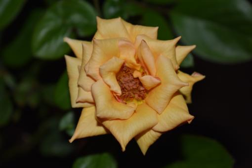 Free Stock Photo of Yellow Rose - Beautiful Flower