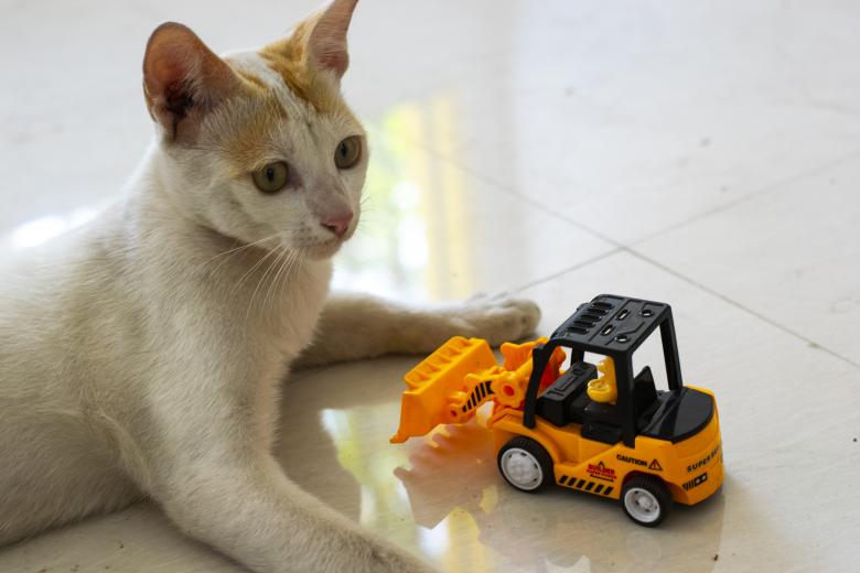 Free stock image of Cat with a Toy Car created by Amar Roy