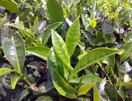 Tea Plant Leaves