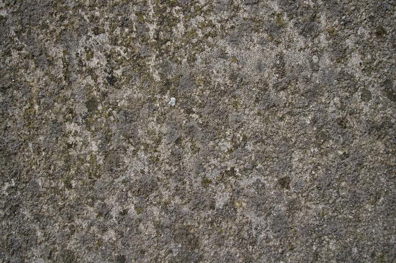 Free stock image of Concrete wall with organic material created by Eros Ciaiolo