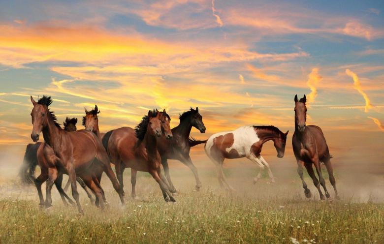 Free stock image of Herd of Wild Horses created by nino nin