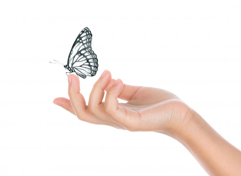 Free stock image of Butterfly Resting on Fingertip - Fragility Concept created by Jack Moreh