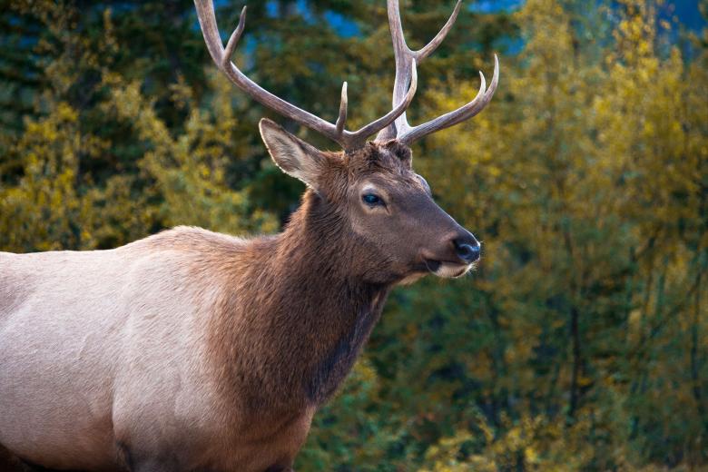 Free stock image of Reindeer with Horns created by Danny Ouellet