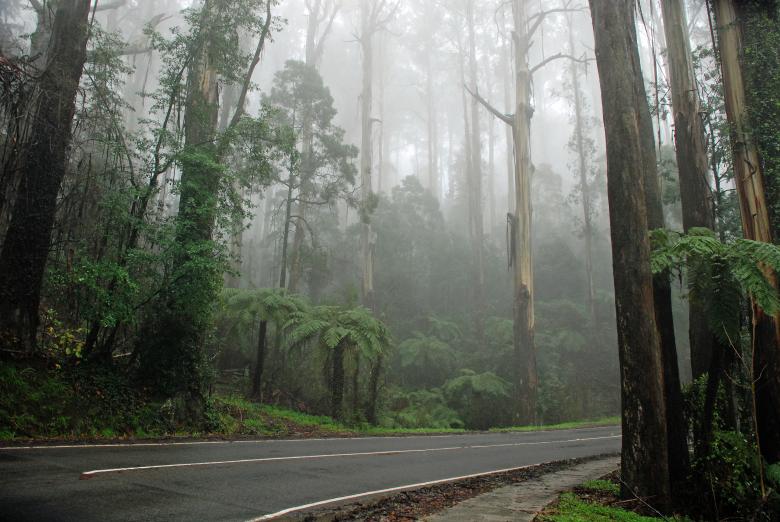 Free stock image of Misty Road Through a Forest created by Paul Macallan