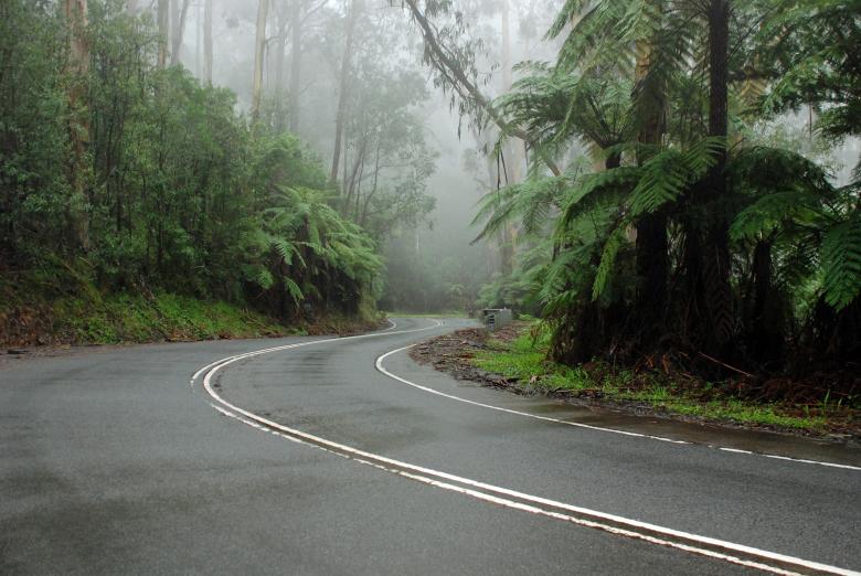 Free stock image of Misty Forest Road created by Paul Macallan