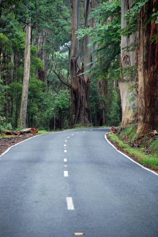 Free stock image of Dandenongs Forest Road created by Paul Macallan