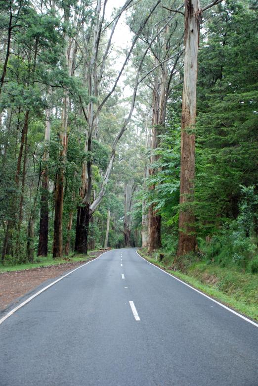 Free stock image of Road Through Dandenongs Forest created by Paul Macallan