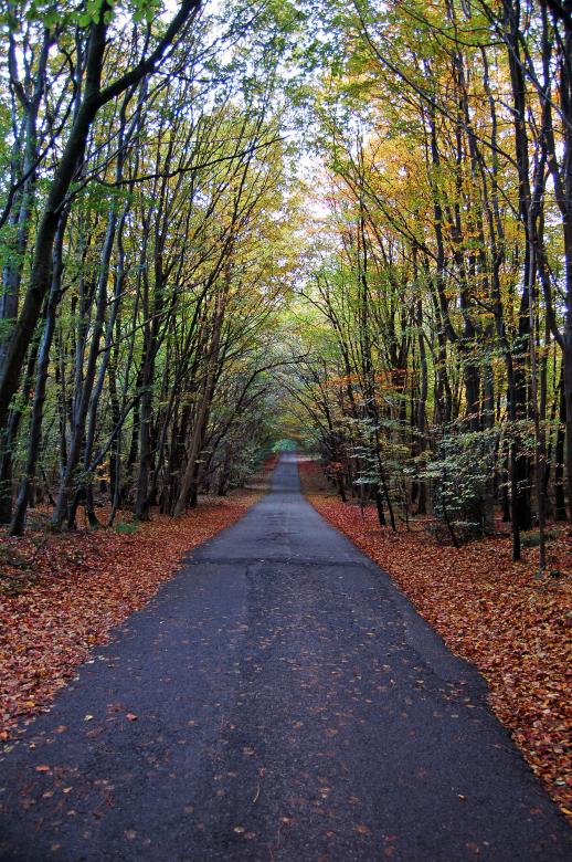 Free stock image of Autumn Forest Road created by Paul Macallan