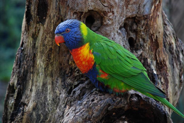 Free stock image of Rainbow Lorikeet created by Paul Macallan