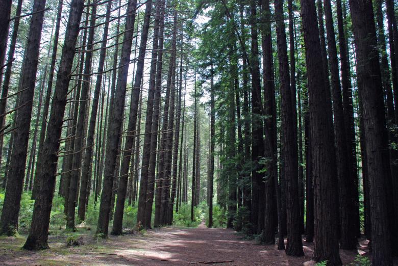 Free stock image of Redwood Forest Path created by Paul Macallan