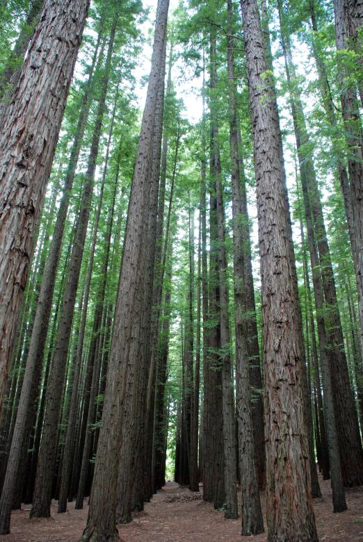Free stock image of Tall Trees in Redwood Forest created by Paul Macallan