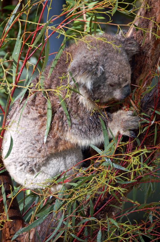 Free stock image of Koala  Hiding in a Tree created by Paul Macallan
