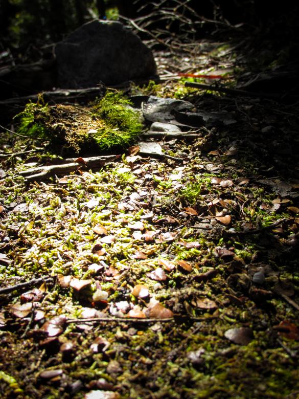 Free stock image of Wet forest ground created by Michiru Maeda