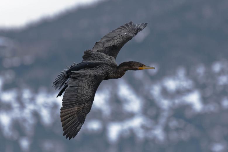 Free stock image of In flight created by Geoffrey Whiteway