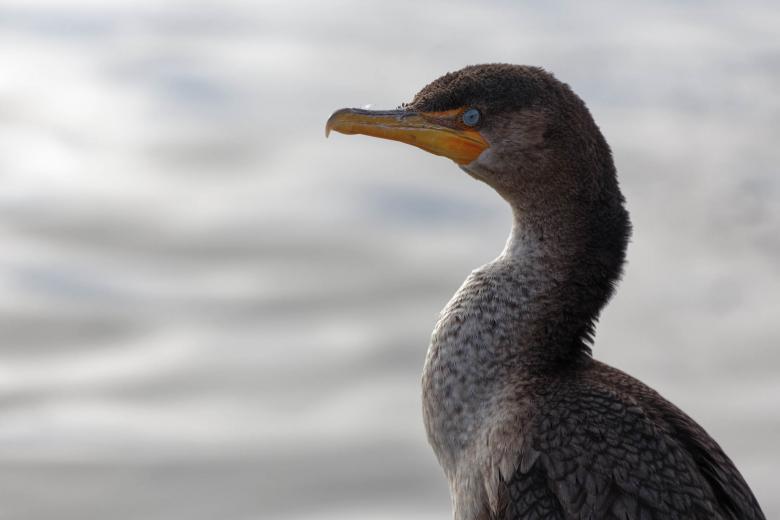Free stock image of Cormorant Up Close created by Geoffrey Whiteway
