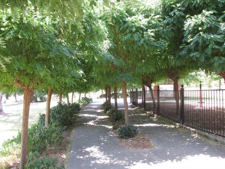 Free stock image of Tree shadow on sidewalk created by Michiru Maeda