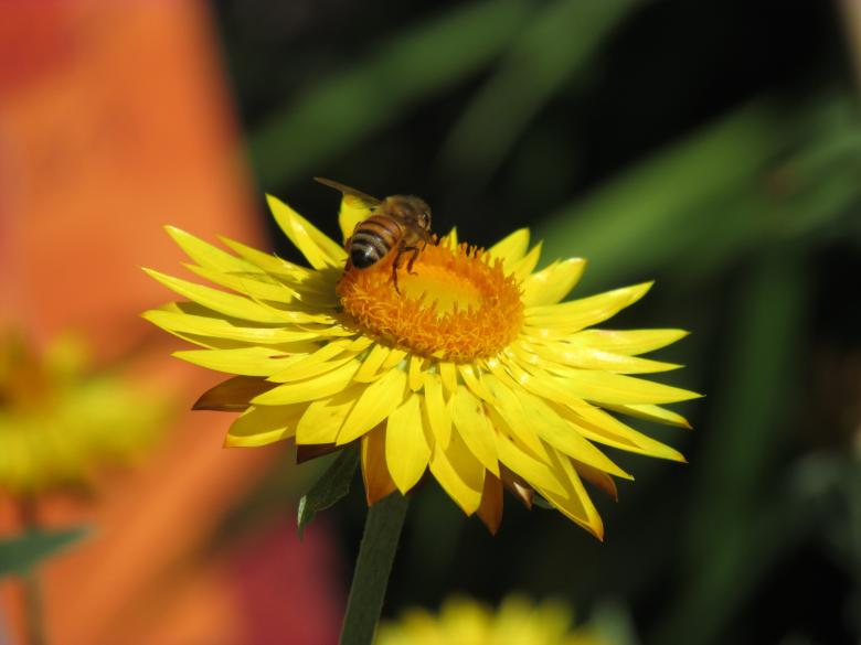 Free stock image of Honeybee Pollinating on a Yellow Flower created by Michiru Maeda