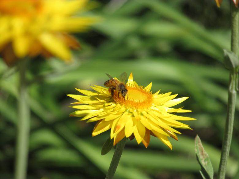 Free stock image of Honeybee on Flower - Pollinating created by Michiru Maeda