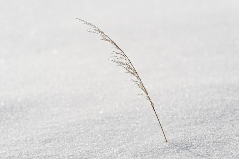 Free stock image of Grass partially covered with snow created by Geoffrey Whiteway
