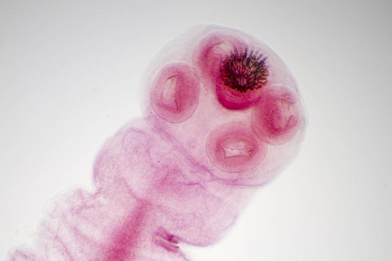 Free stock image of Young Tapeworm created by Geoffrey Whiteway