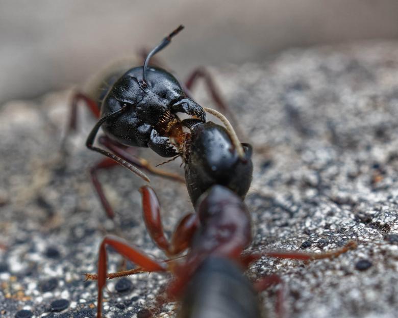 Free stock image of Carpenter ants communicating created by Geoffrey Whiteway