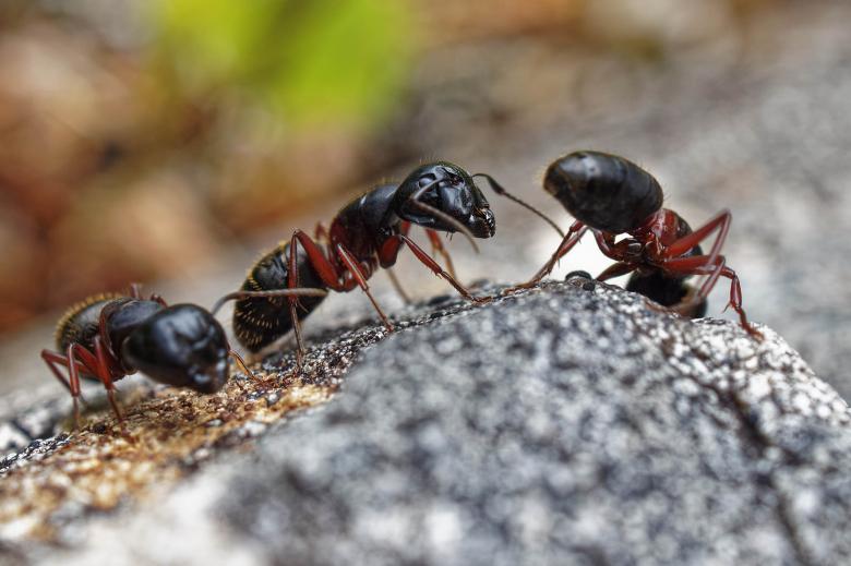 Free stock image of Carpenter Ants created by Geoffrey Whiteway