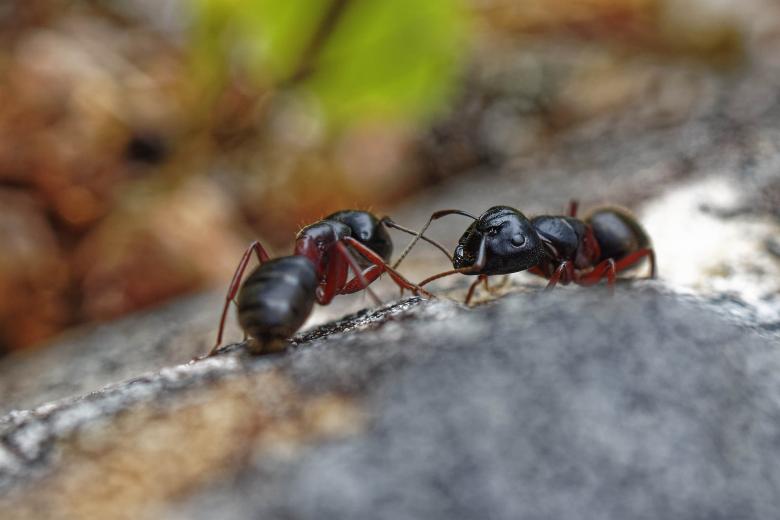 Free stock image of Carpenter ants on a rock created by Geoffrey Whiteway