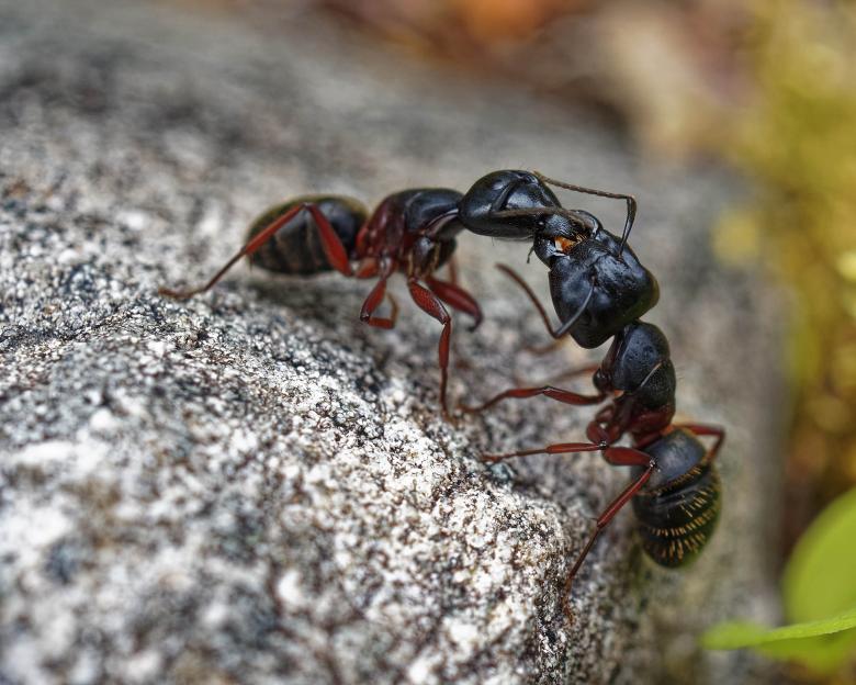 Free stock image of Ant Fight created by Geoffrey Whiteway