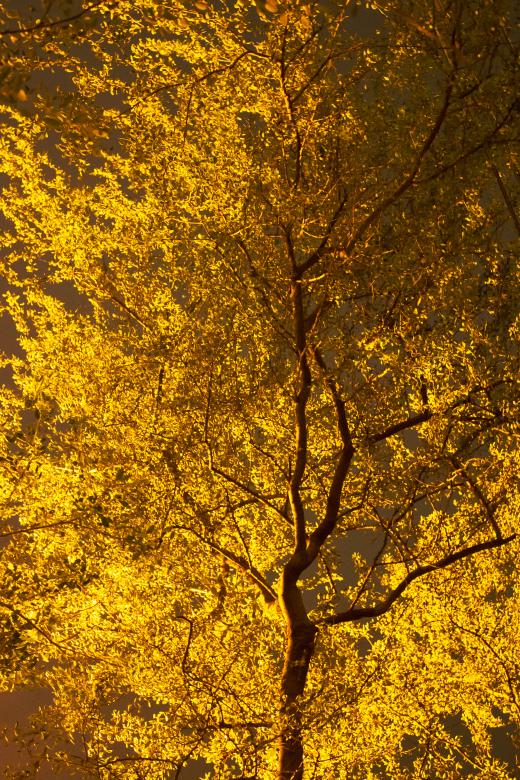 Free stock image of Yellow Leaves on Autumn Tree created by sapiduduk