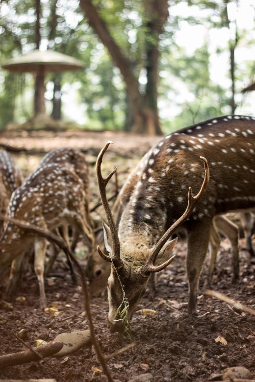 Free stock image of Deers at the zoo  created by sapiduduk