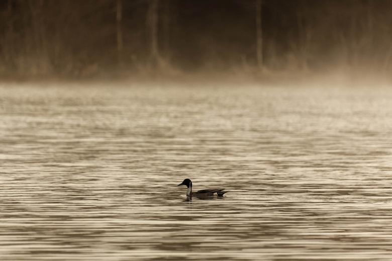 Free stock image of Northern Pintail created by Geoffrey Whiteway