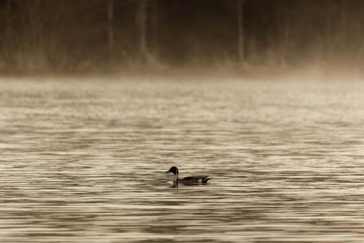 Free Stock Photo of Northern Pintail