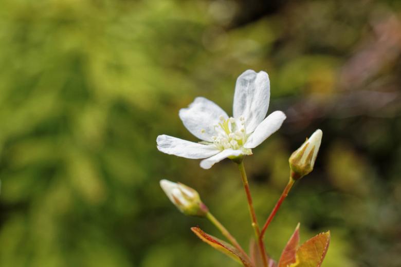 Free stock image of Pin Cherry created by Geoffrey Whiteway