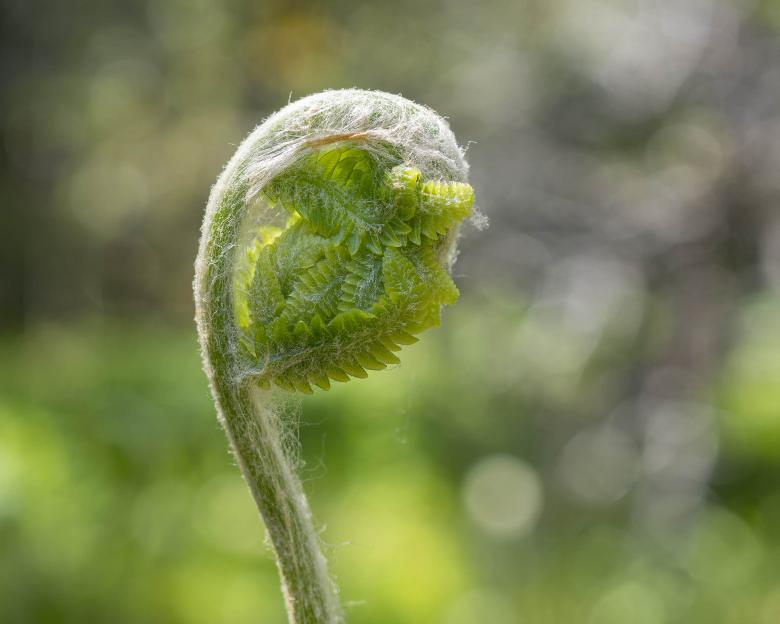 Free stock image of Cinnamon Fern created by Geoffrey Whiteway