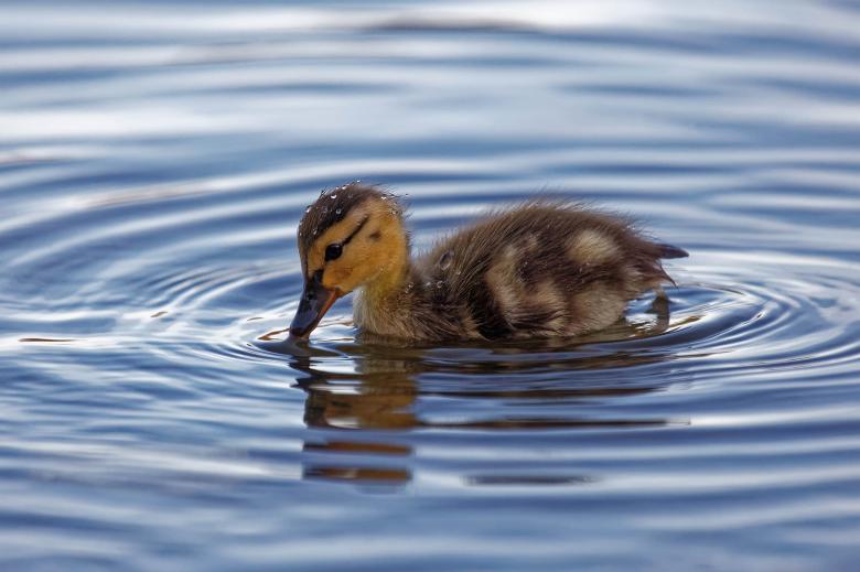 Free stock image of Wet Duckling created by Geoffrey Whiteway