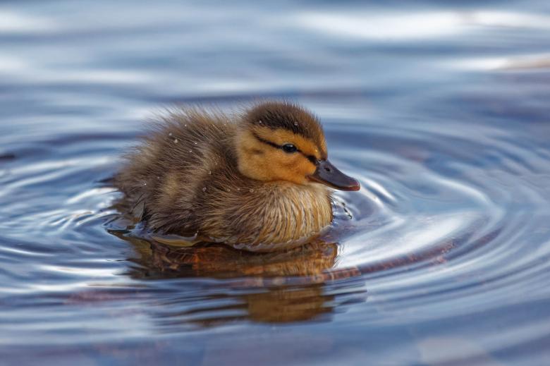 Free stock image of Baby Duck created by Geoffrey Whiteway