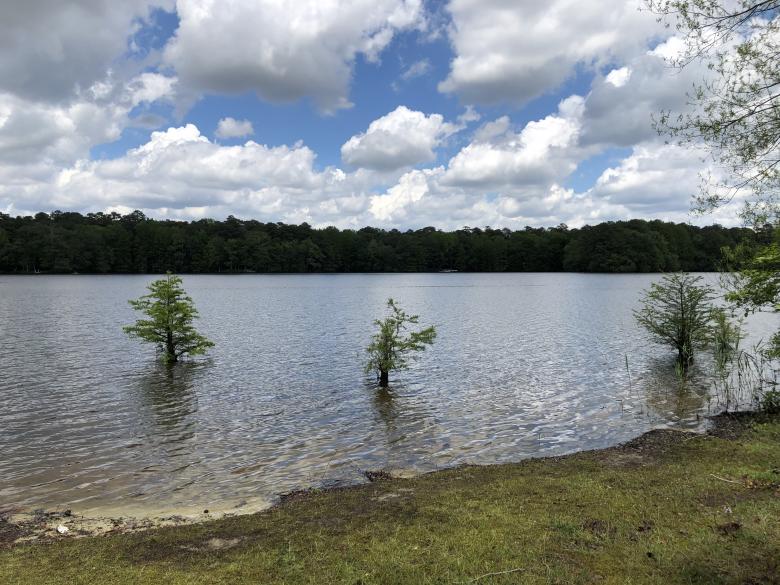 Free stock image of Cypress Trees In The Lake created by STEPHEN BRAUN