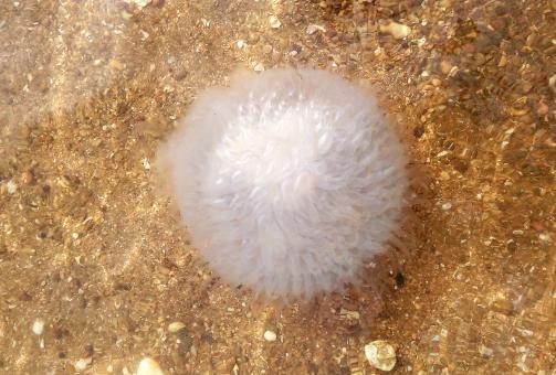 Free Stock Photo of Jellyfish White