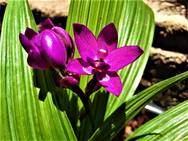 Free stock image of Chinese Ground Orchid created by Infinity Focus