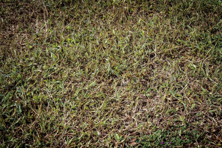 Free stock image of Green Grass Background created by sapiduduk