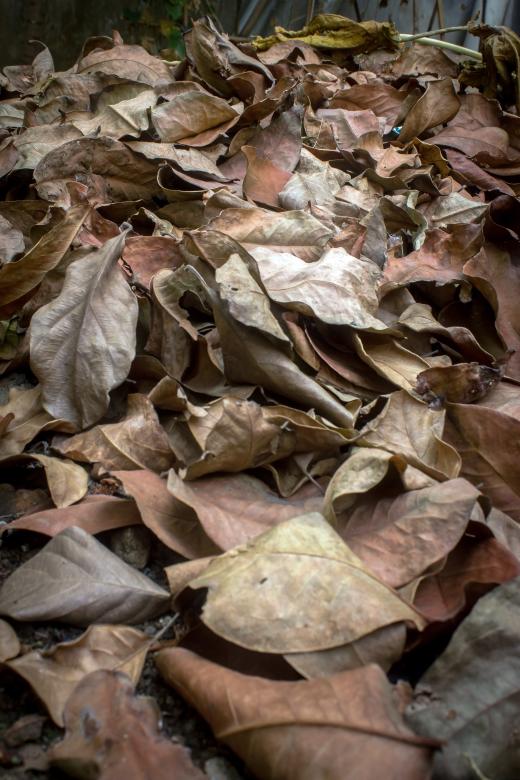 Free stock image of Dry Leaves Background created by sapiduduk