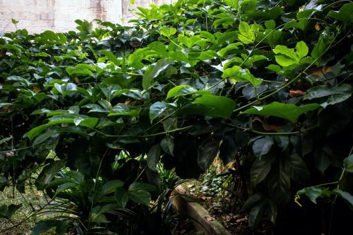 Green foliage plants