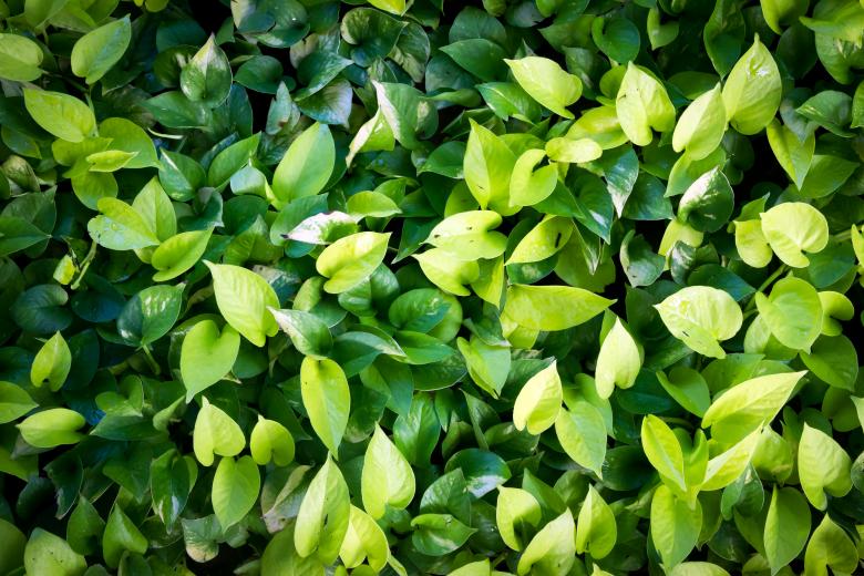 Free stock image of Fresh green leaves background created by sapiduduk