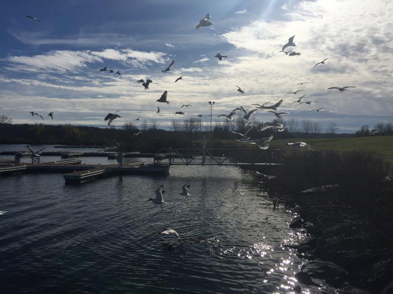 Free stock image of Seagulls at the Marina created by STEPHEN BRAUN