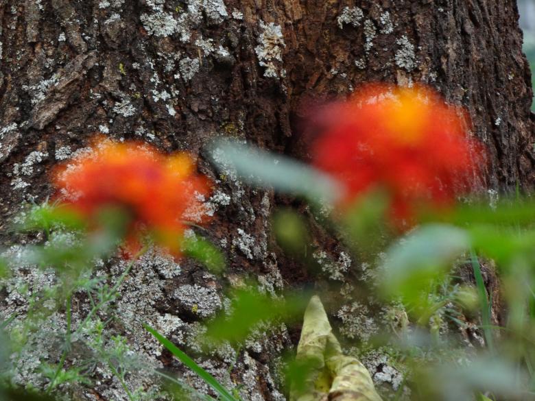 Free stock image of Blurred Flowers created by Mikel Tana
