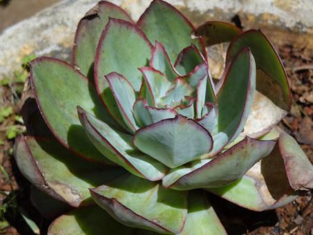Lotus pattern on plant