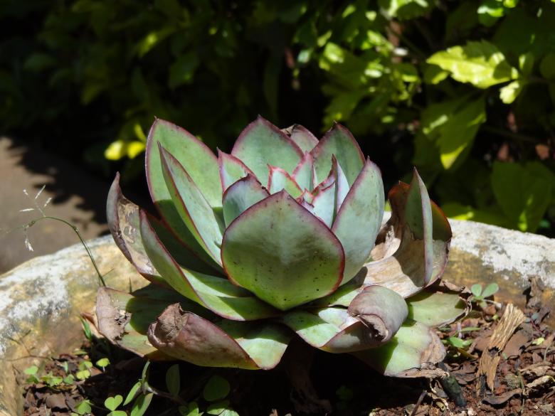 Free stock image of Green Lotus Plant created by Mikel Tana