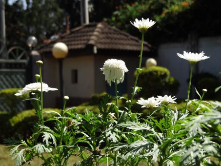 White flowers in garden