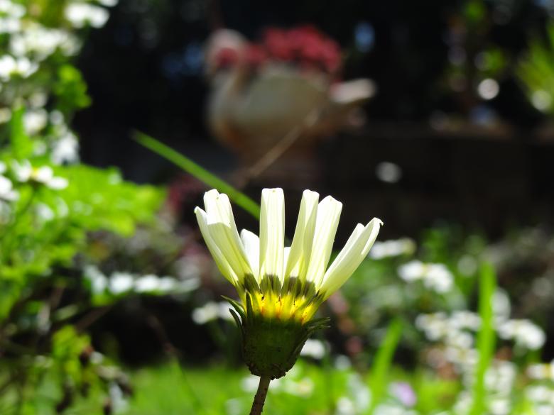 Free stock image of White Flower with Swan in the Background created by Mikel Tana